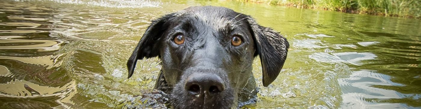 Hund im Wasser