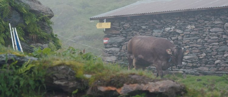 Kuh bei Hochalm 