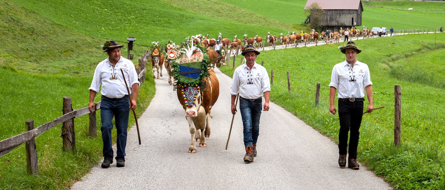 Kühe und Bauern auf dem Weg nach Hause 