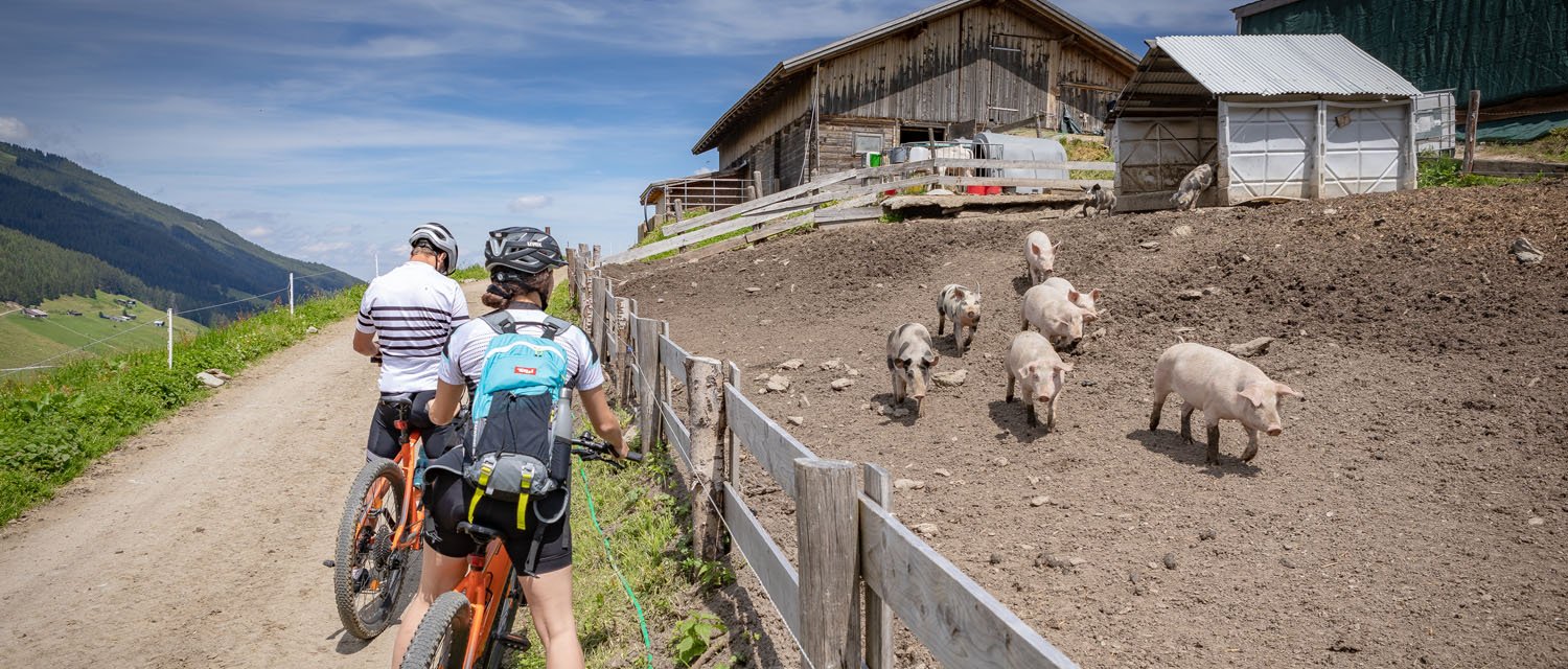 Mountainbike Tour nach Hochfügen mit Schweine im Stall 