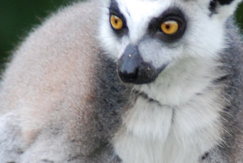 Der Raritätenzoo Ebbs ist ein Zoo in der Gemeinde Ebbs in Tirol
