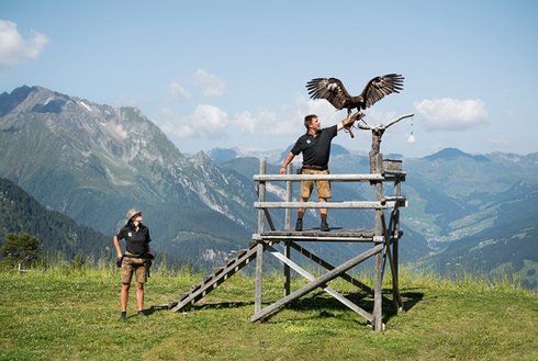 Adlershow am Ahorn mit Zillertaler Bergekulisse