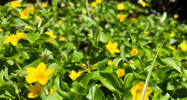 gelbe Blumen blühen am Wegesrand