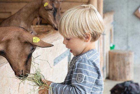 Kind füttert Ziege 